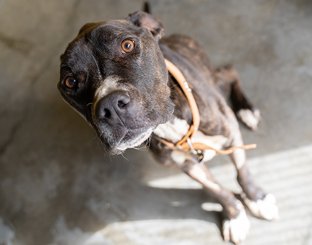 ava receives emergency veterinary care rspca queensland june 2019